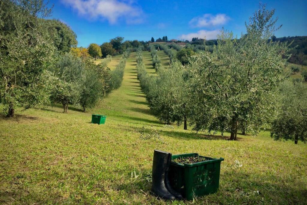 La Casina Della Quercia, Your Tuscan Oak Tree House Osteria Delle Noci Exterior photo